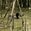 australasian_grebe_073