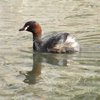 australasian_grebe_083