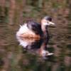 australasian_grebe_096