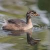 australasian_grebe_102