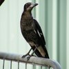 australian_magpie_061