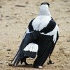 australian_magpie_064