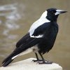 australian_magpie_081