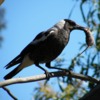 australian_magpie_090