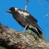 australian_magpie_120