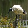 australian_white_ibis_035