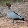 australian_wood_duck_095