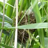 clamorous_reed-warbler_006