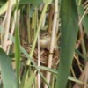 clamorous_reed-warbler_013