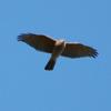 collared_sparrowhawk_015