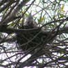 crested_pigeon_043