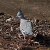 crested_pigeon_063