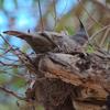 crested_pigeon_067