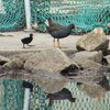 dusky_moorhen_012