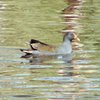 dusky_moorhen_025