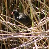 dusky_moorhen_045