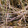 dusky_moorhen_046