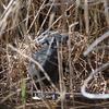 dusky_moorhen_050