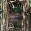 dusky_moorhen_051