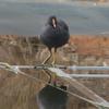 dusky_moorhen_053