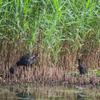 dusky_moorhen_056