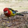 eastern_rosella_032