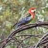 eastern_rosella_044