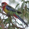 eastern_rosella_052