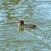 eurasian_coot_023
