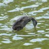 eurasian_coot_024