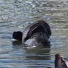 eurasian_coot_041