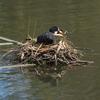 eurasian_coot_047