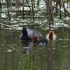 eurasian_coot_048