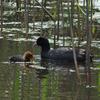 eurasian_coot_049