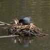 eurasian_coot_050