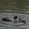 eurasian_coot_052
