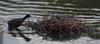eurasian_coot_054