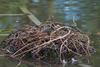 eurasian_coot_055