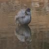 eurasian_coot_067
