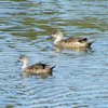 grey_teal_014