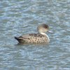 grey_teal_033