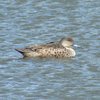 grey_teal_034