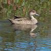 grey_teal_039
