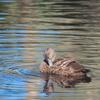 grey_teal_045