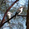 laughing_kookaburra_030