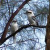 laughing_kookaburra_031