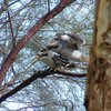 laughing_kookaburra_032