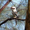 laughing_kookaburra_034