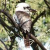 laughing_kookaburra_044