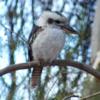 laughing_kookaburra_052